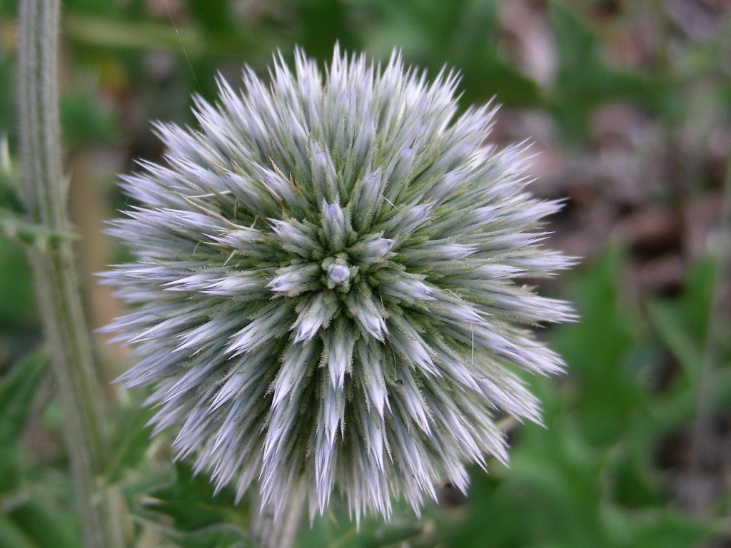 BIG  BANG ... in un fiore Echinops sphaerocephalus